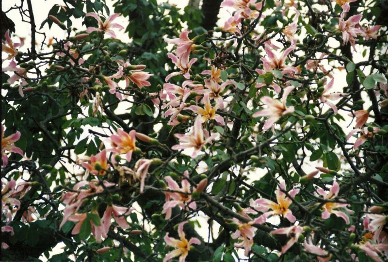Blüten des Flaschenbaumes